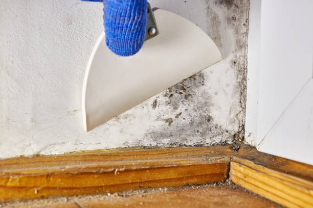 Best Attic Mold Removal  in Basehor, KS