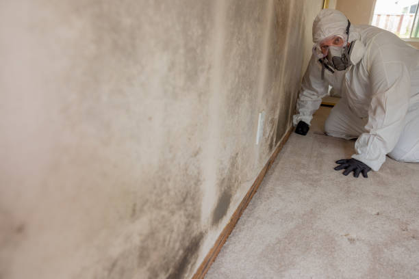Best Mold Remediation for Rental Properties  in Basehor, KS